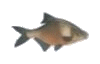 bream_button.gif (2770 bytes)